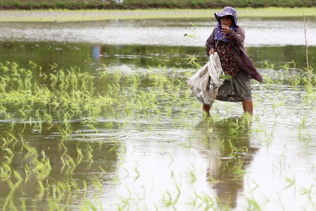 ธ.ก.ส.จ่ายล็อตแรกประกันผู้ปลูกข้าววงเงิน 9.2พันล้านบาท