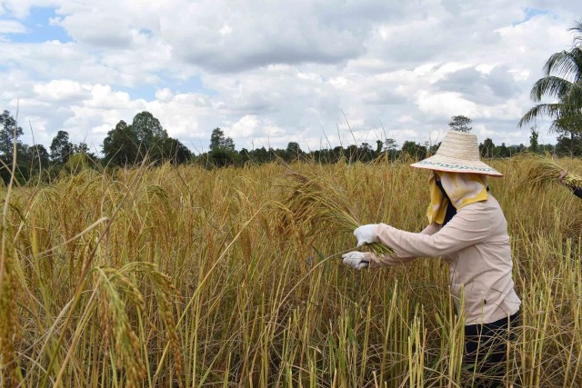 ธ.ก.ส.จ่ายล็อตแรกประกันผู้ปลูกข้าววงเงิน 9.2พันล้านบาท