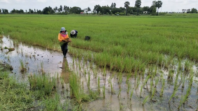ธ.ก.ส.จ่ายล็อตแรกประกันผู้ปลูกข้าววงเงิน 9.2พันล้านบาท