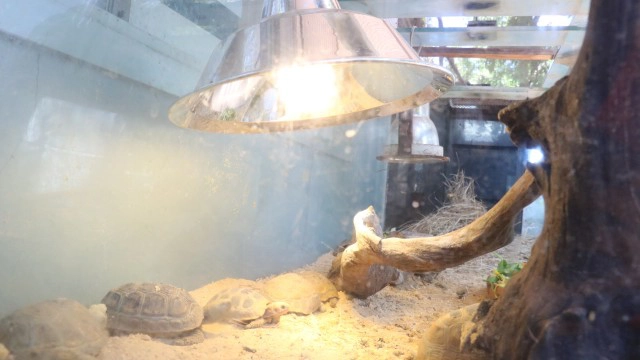 สวนสัตว์โคราชจัดเต็มที่ห่มกระสอบให้ลิงแก้หนาว