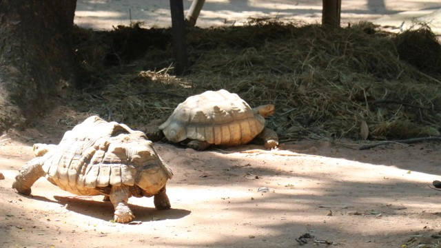 สวนสัตว์โคราชจัดเต็มที่ห่มกระสอบให้ลิงแก้หนาว