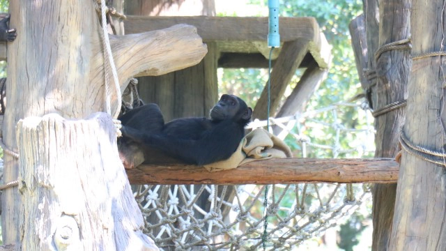 สวนสัตว์โคราชจัดเต็มที่ห่มกระสอบให้ลิงแก้หนาว