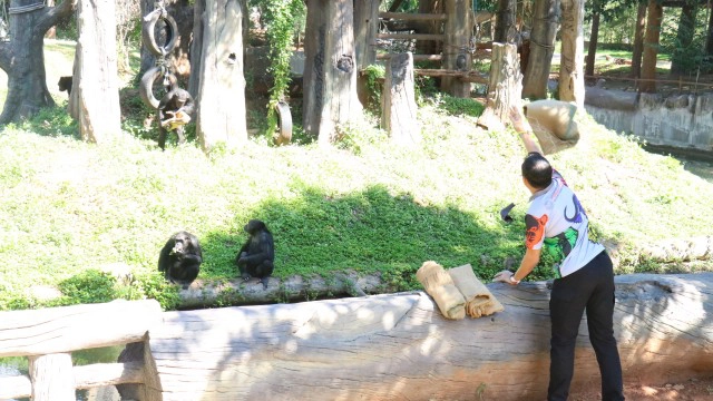 สวนสัตว์โคราชจัดเต็มที่ห่มกระสอบให้ลิงแก้หนาว