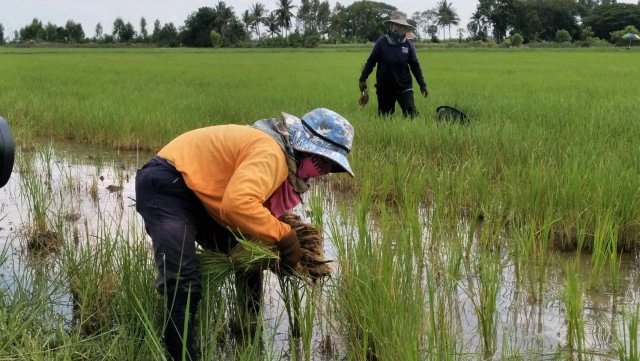 ธ.ก.ส.จ่ายล็อตแรกประกันผู้ปลูกข้าววงเงิน 9.2พันล้านบาท