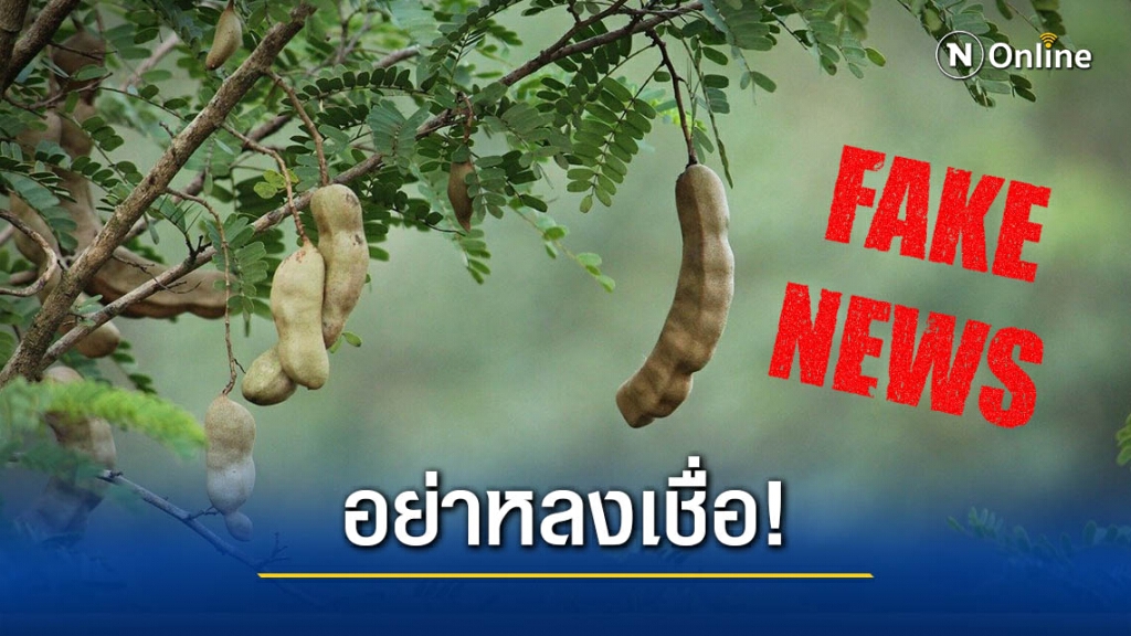 เตือนข่าวปลอม! ใบมะขามมีคุณสมบัติแก้ปัญหาตาขุ่นมัว