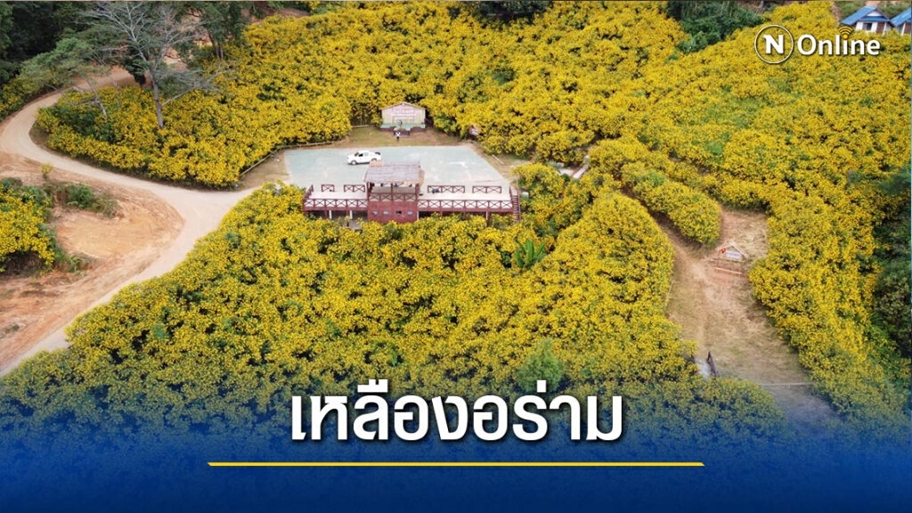 ชม"ดอกบัวตองบาน"เหลืองอร่ามทั่วดอยหัวแม่คำ