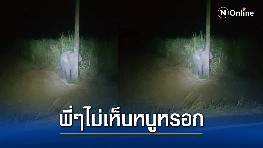 ชาวเน็ตเอ็นดู ลูกช้างแอบหลังเสาทำตัวเล็กตัวน้อย กลัวโดนดุหลังบุกไร่อ้อย