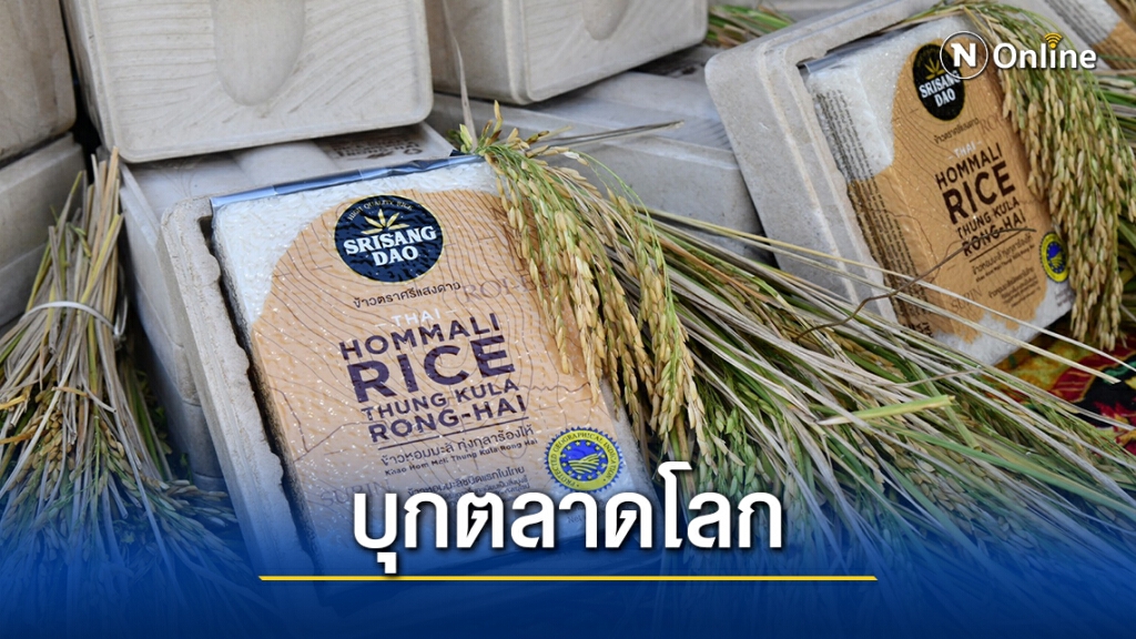 พาณิชย์ดันโมเดลข้าวหอมมะลิทุ่งกุลาร้องไห้สู่ครัวโลก