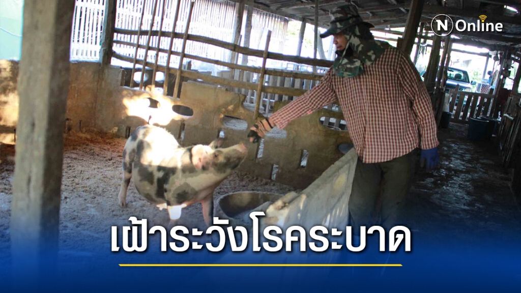 เตือนอากาศหนาวป้องกันอหิวาต์แอฟริกาสุกรระบาด เตือนอากาศหนาวป้องกันอหิวาต์แอฟริกาสุกรระบาด