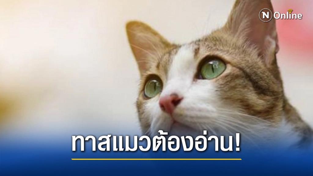 ทาสแมวต้องอ่าน "ขี้แมวขึ้นสมอง" โรคร้ายที่ทาสแมวควรระวัง!!