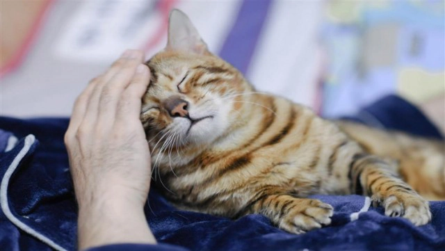 ทาสแมวต้องอ่าน "ขี้แมวขึ้นสมอง" โรคร้ายที่ทาสแมวควรระวัง!!