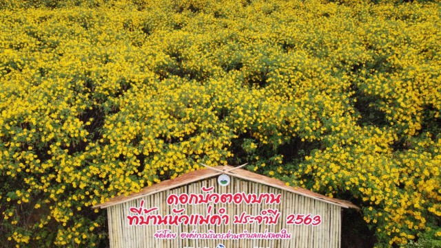ชม"ดอกบัวตองบาน"เหลืองอร่ามทั่วดอยหัวแม่คำ