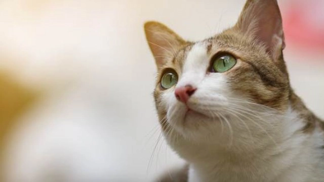 ทาสแมวต้องอ่าน "ขี้แมวขึ้นสมอง" โรคร้ายที่ทาสแมวควรระวัง!!