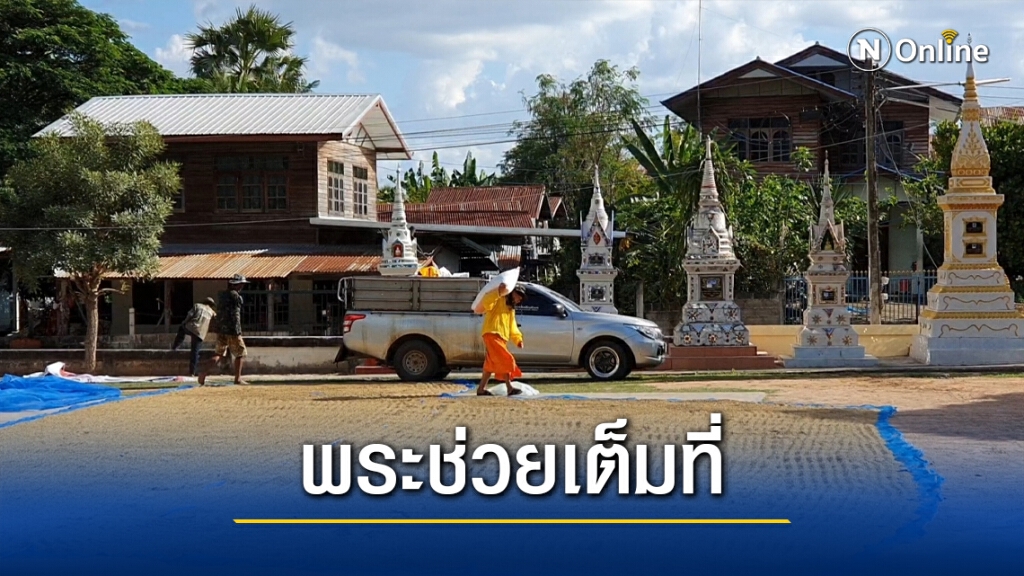 พระลูกวัดช่วยชาวนาตากข้าวลานวัด พระลูกวัดช่วยชาวนาตากข้าวลานวัด