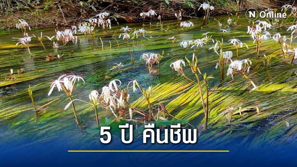 5 ปีฟื้นฟูสำเร็จราชินีไม้น้ำ "พลับพลึงธาร" ระนองคืนชีพ