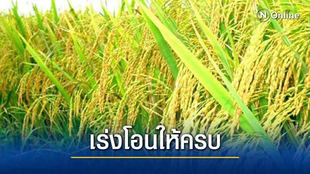 ธ.ก.ส. เร่งโอนเงินประกันรายได้ข้าวให้ครบวันนี้