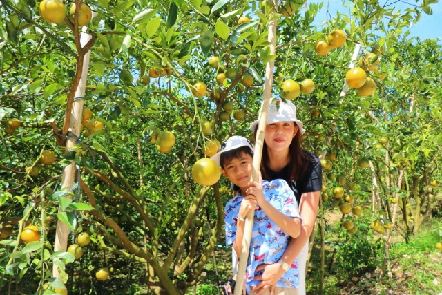 แห่เช็คอินสวนส้มหนึ่งเดียวในพังงา