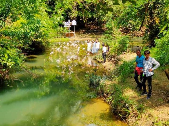 5 ปีฟื้นฟูสำเร็จราชินีไม้น้ำ "พลับพลึงธาร" ระนองคืนชีพ