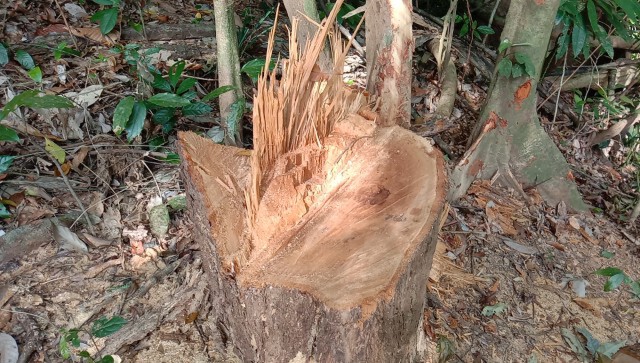 สุดทน ชาวบ้านแจ้งจับกลุ่มนายทุนตัดไม้ในป่าสงวนฯ