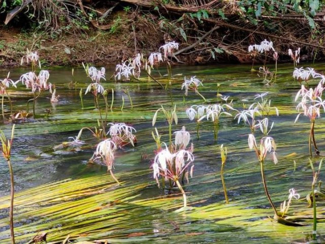 5 ปีฟื้นฟูสำเร็จราชินีไม้น้ำ "พลับพลึงธาร" ระนองคืนชีพ