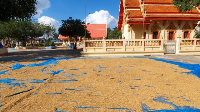 พระลูกวัดช่วยชาวนาตากข้าวลานวัด