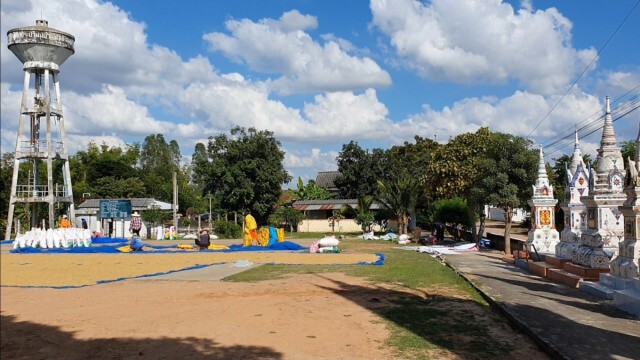 พระลูกวัดช่วยชาวนาตากข้าวลานวัด