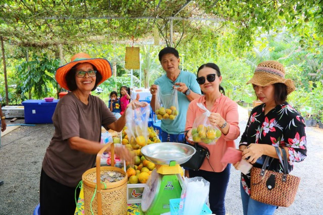 แห่เช็คอินสวนส้มหนึ่งเดียวในพังงา