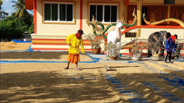 พระลูกวัดช่วยชาวนาตากข้าวลานวัด