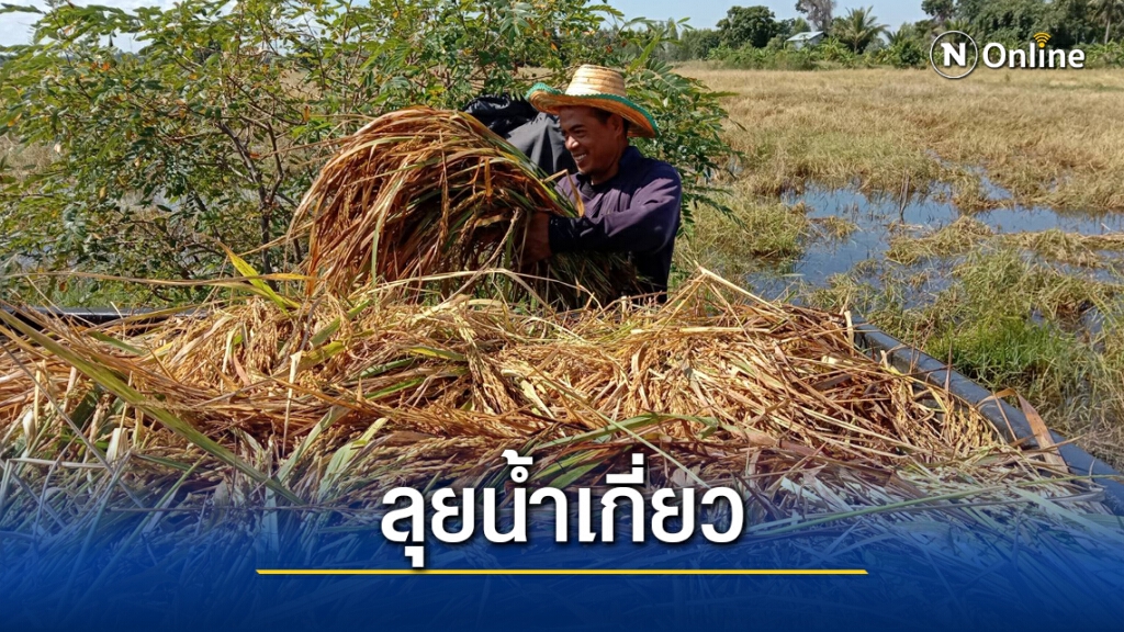 ท่วมนานชาวนาชุมพวงเกี่ยวข้าวจมน้ำนับพันไร่ ท่วมนานชาวนาชุมพวงเกี่ยวข้าวจมน้ำนับพันไร่