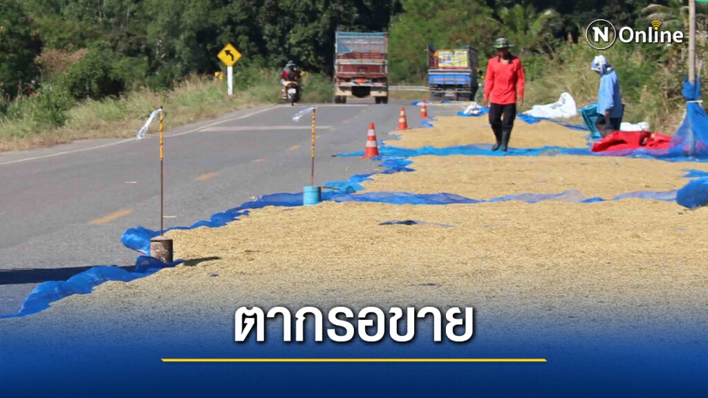ราคาตกชาวนาตากข้าวเปลือกบนถนนหลวงรอขาย
