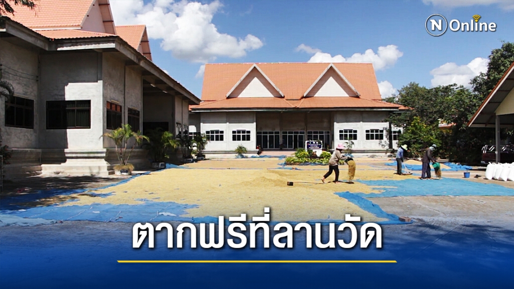 เปลี่ยนลานวัดเป็นลานตากข้าว ลดกีดขวางการจราจร เปลี่ยนลานวัดเป็นลานตากข้าว ลดกีดขวางการจราจร