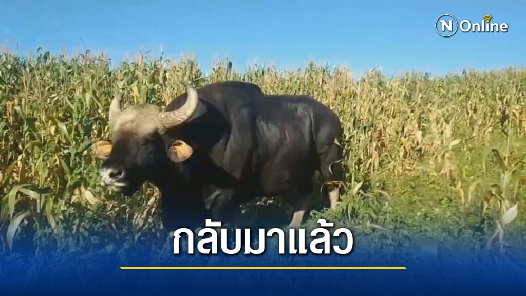เจ้าทองดี กระทิงป่าแสนเชื่องโผล่หากินไร่ช้าวโพดของชาวบ้าน เจ้าทองดี กระทิงป่าแสนเชื่องโผล่หากินไร่ช้าวโพดของชาวบ้าน