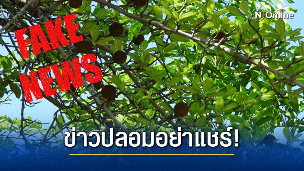 ข่าวปลอม! สมุนไพรหนามแท่ง ใช้รักษาโรคมะเร็ง