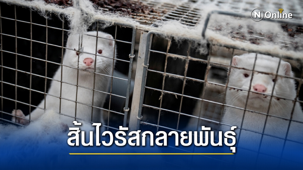 เดนมาร์กกำจัดไวรัสโคโรนาฟาร์มมิงค์กลายพันธุ์ เดนมาร์กกำจัดไวรัสโคโรนาฟาร์มมิงค์กลายพันธุ์