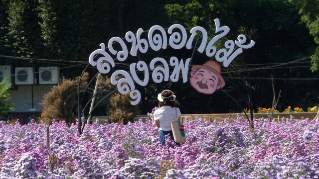 นักเที่ยวแห่ขึ้นดอยเชียงใหม่-ชมสวนดอกไม้