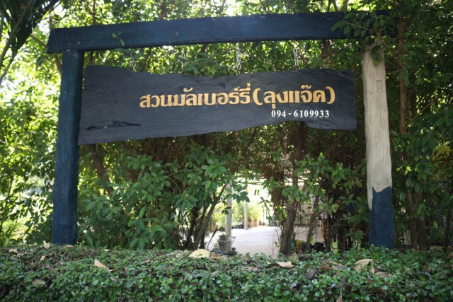 ชวนชิม"ก๋วยเตี๋ยวไก่ใบหม่อน"1 เดียวในพิษณุโลก