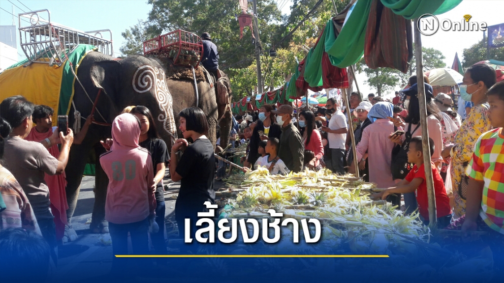 ปิดเมืองเลี้ยงอาหารช้าง 160 เชือกก่อนเปิดมหัศจรรย์งานช้าง