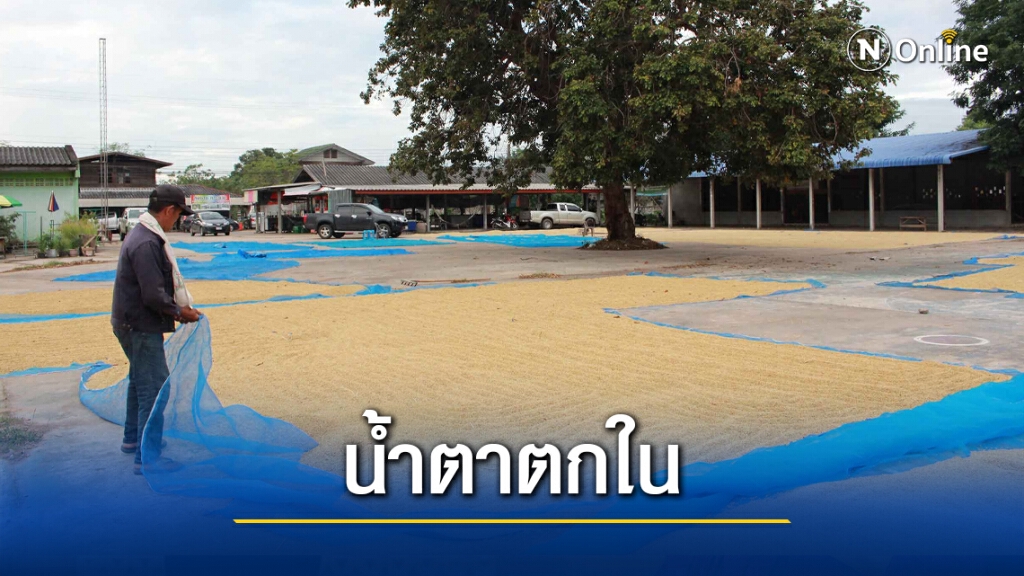 ชาวนาน้ำตาตกข้าวเปลือกกิโลกรัมละ 6-7 บาทขาดทุนยับ