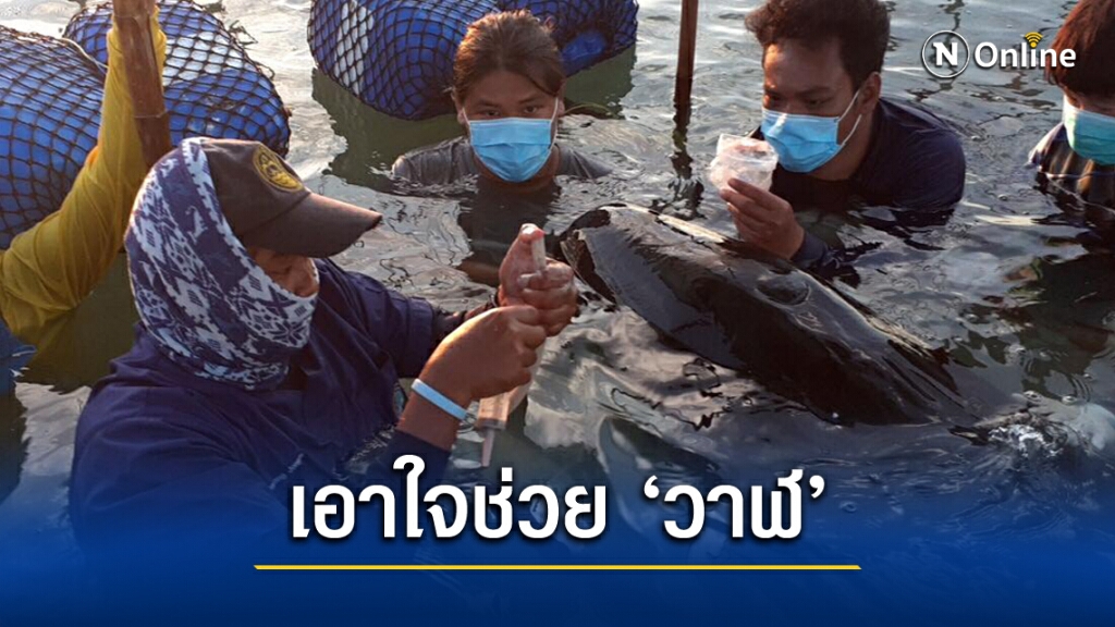 ลุ้น 'วาฬเพชรฆาต' ว่ายคืนสู่ทะเล หลังรักษาแผลเกยตื้น 5 วัน ลุ้น 'วาฬเพชรฆาต' ว่ายคืนสู่ทะเล หลังรักษาแผลเกยตื้น 5 วัน