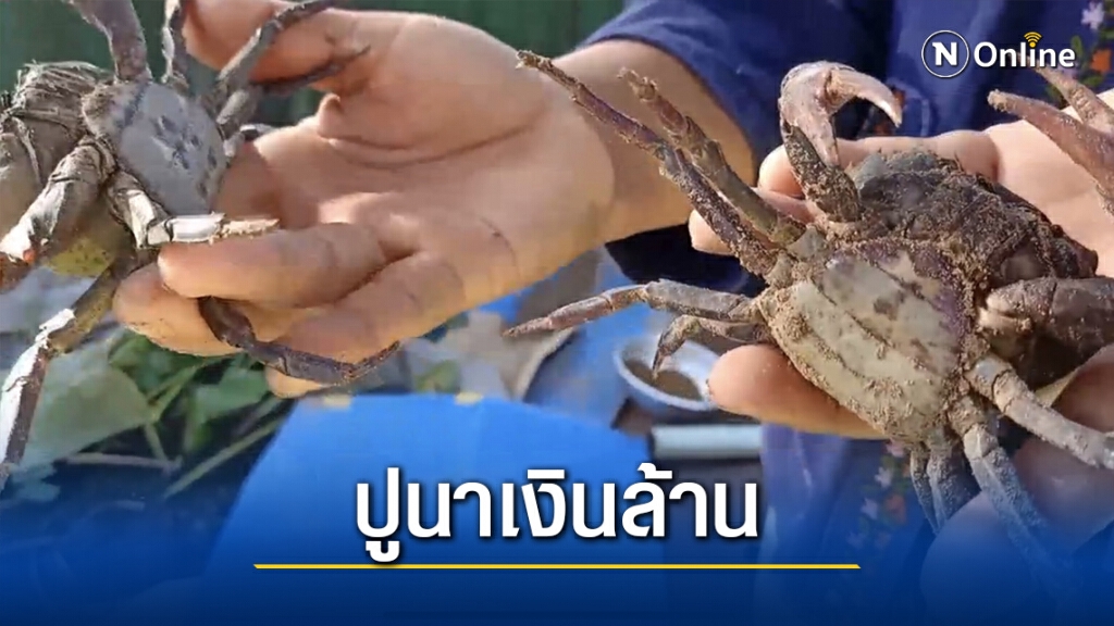 เพาะพันธุ์ปูนาขาย2ปีปลดหนี้เตรียมแปรรูปส่งนอก เพาะพันธุ์ปูนาขาย2ปีปลดหนี้เตรียมแปรรูปส่งนอก