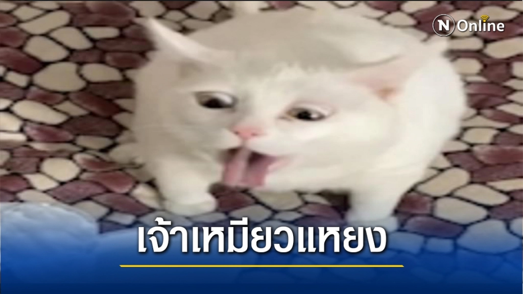 เจ้าเหมียวทำท่าอ้วกจากการดมกลิ่นซาวครีม