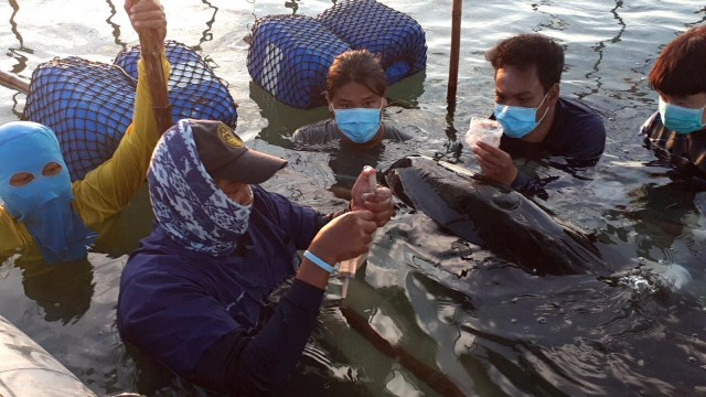 ลุ้น 'วาฬเพชรฆาต' ว่ายคืนสู่ทะเล หลังรักษาแผลเกยตื้น 5 วัน