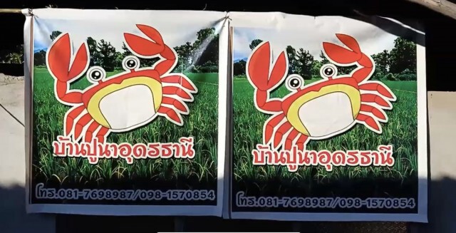 เพาะพันธุ์ปูนาขาย2ปีปลดหนี้เตรียมแปรรูปส่งนอก