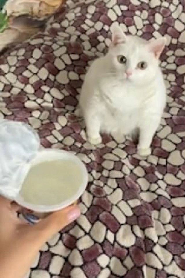 เจ้าเหมียวทำท่าอ้วกจากการดมกลิ่นซาวครีม