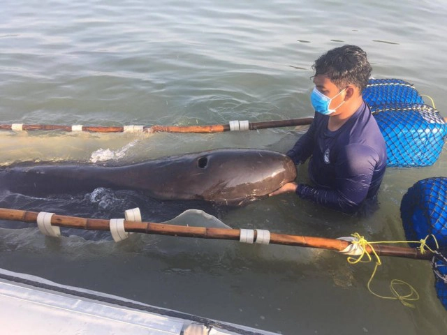 ลุ้น 'วาฬเพชรฆาต' ว่ายคืนสู่ทะเล หลังรักษาแผลเกยตื้น 5 วัน