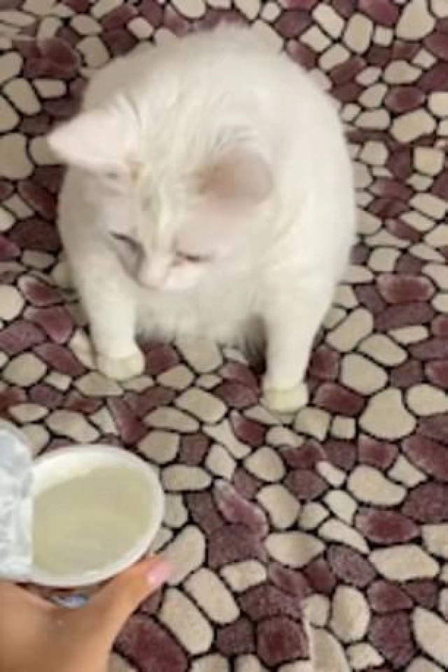 เจ้าเหมียวทำท่าอ้วกจากการดมกลิ่นซาวครีม