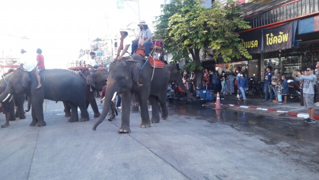 ปิดเมืองเลี้ยงอาหารช้าง 160 เชือกก่อนเปิดมหัศจรรย์งานช้าง