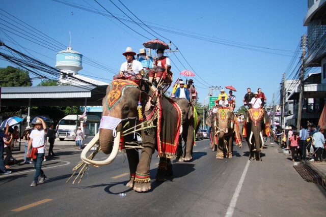 ปิดเมืองเลี้ยงอาหารช้าง 160 เชือกก่อนเปิดมหัศจรรย์งานช้าง