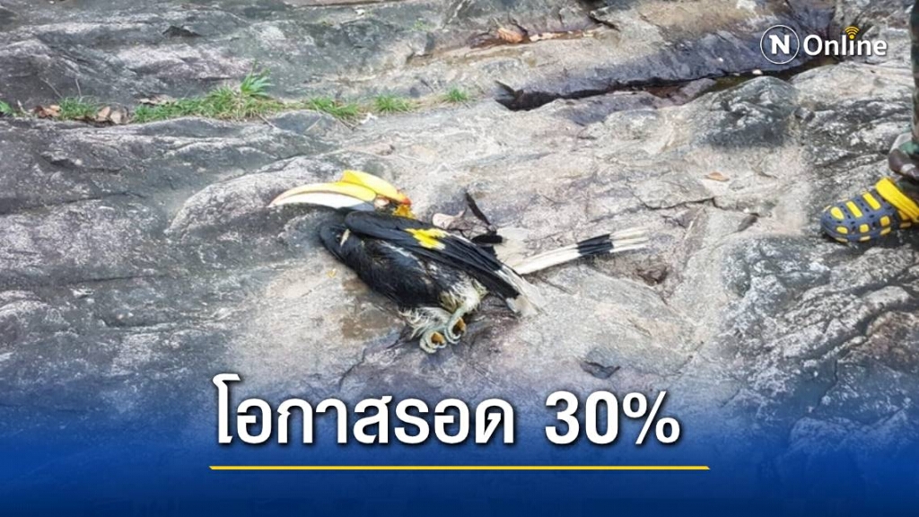 "นกเงือก " ถูกพรานป่ายิงเจ็บ อาการสาหัส
