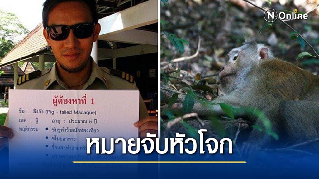 ไม่ไหวจะเคลีย! "ลิงกังขาโจ๋ ประจำเขาใหญ่" โดนออกหมายจับ พร้อมถูกระดมทีมไล่ล่ามาดำเนินคดี
